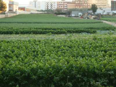 Ma nonostante la presenza del un luogo sacro, la �campagna� qui non si fa scoraggiare e anzi ricopre numerosi ettari: accanto sorge infatti un altro campo coltivato in dolce pendenza. Qui � l�intenso verde del prezzemolo a farla da padrone